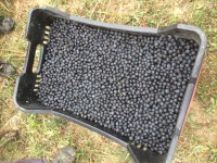 Νωπό Προϊόν Αρώνια Χύμα /κιλό